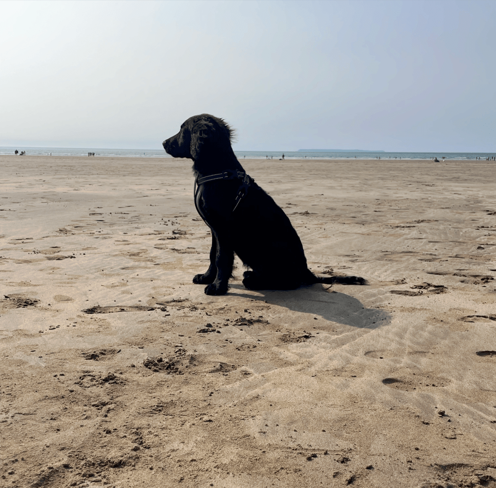 A black puppy sitting on a sandy beach, looking towards the horizon under a clear sky.